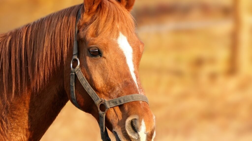 Equidenpass beantragen Formular gratis als PDF sichern