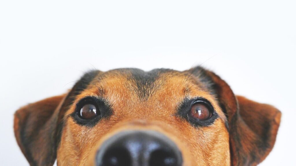 Formular Anmeldung Hundesteuer gratis als PDF sichern