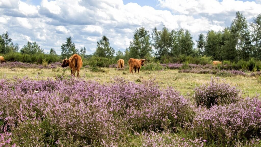 Kostenloser PDF-Download für Zulassungsstelle Heide Formulare