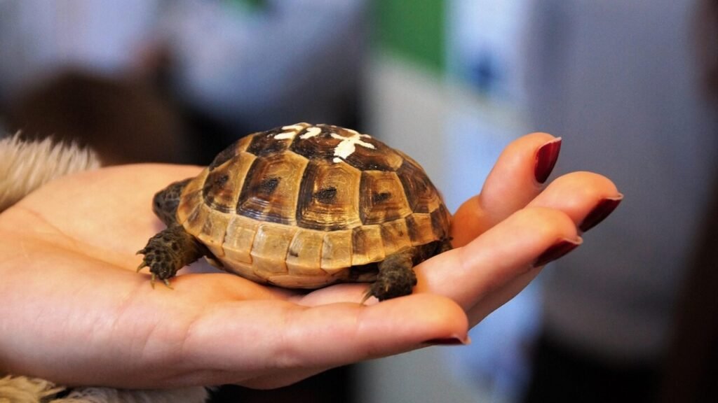 Schildkröte anmelden Formular als PDF kostenlos herunterladen